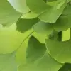 Gingko leaves