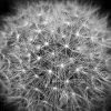 CABSIN logo on dandelion