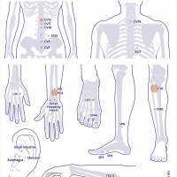 Figure showing acupuncture acupoints