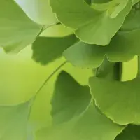 Gingko leaves